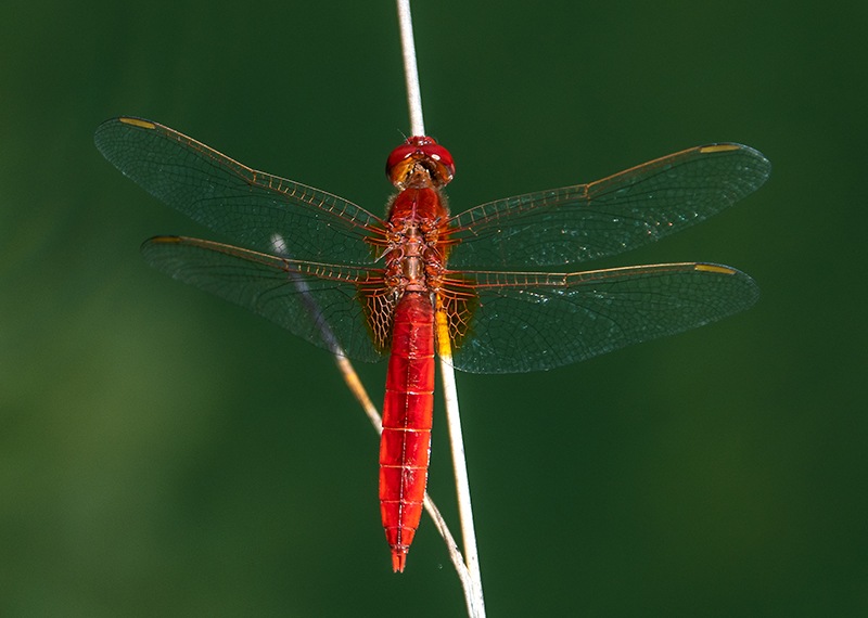 Crocothemis-erythraea_-maschio-(56).jpg.1c1ff3b33ed83d05899127dfa46f4511.jpg