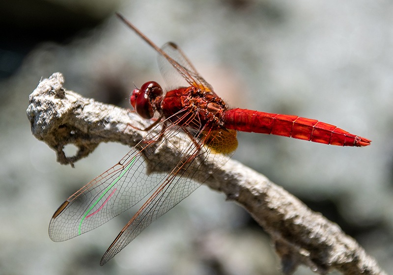 Crocothemis-erythraea_-maschio-(72).jpg.a59e0f7b9a9900621ba800439ea9dc6e.jpg