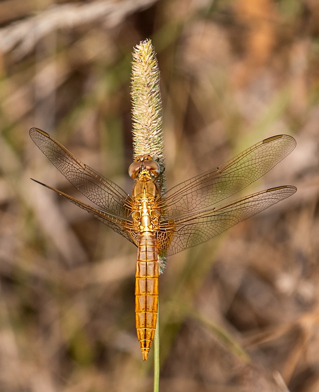 Crocothemis-erythraea_-maschio-immaturo-(1).jpg.93993a5b7b8bd3f09ac5ce2c50bd1462.jpg