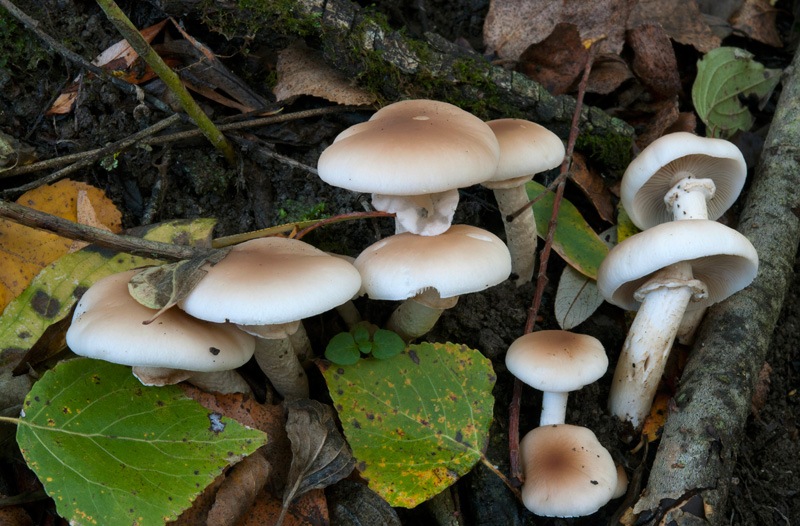 Cyclocybe-cylindracea-5340_46_2023.jpg