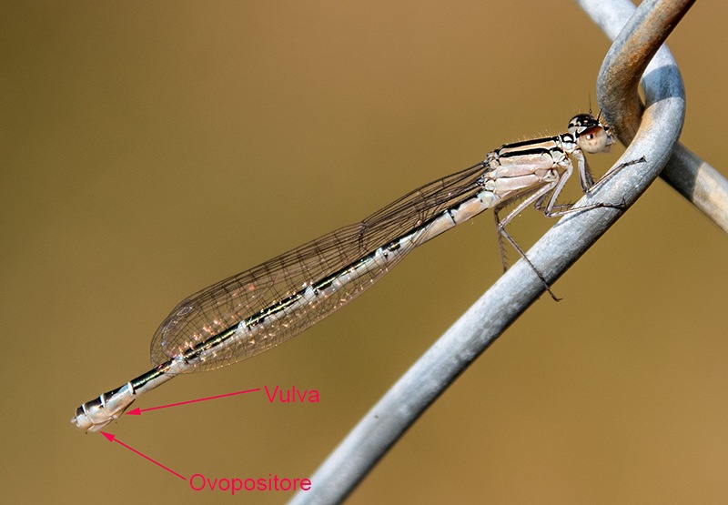 Enallagma-cyathigerum_-femm.-imm.-forma-fosca-(19).jpg.dd4ce092ca00d85501e16ec8daaa0718.jpg