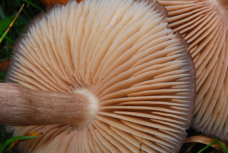 Entoloma-cfr-fuscotomentosum-10.jpg