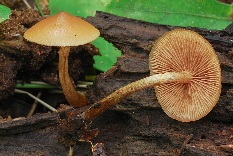 Galerina-marginata-03b.jpg