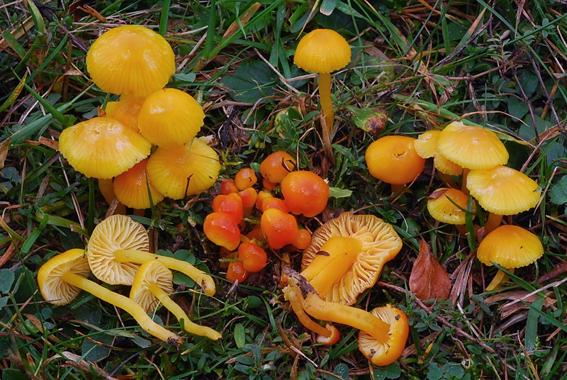 Hygrocybe-insipida-03.jpg