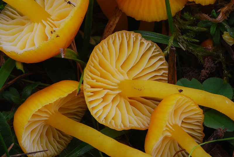 Hygrocybe-insipida-05.jpg