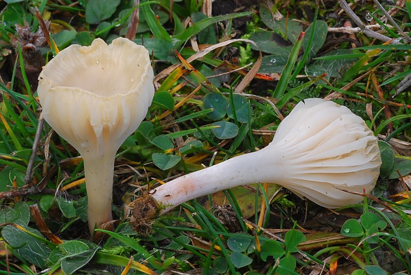 Hygrocybe-virginea-02-3.jpg