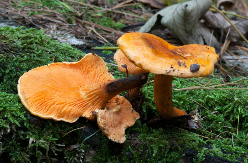 Hygrophoropsis Aurantiaca Wulf Fr Maire 1921 Funghi Non Hygrophoropsis Aurantiaca Wulf Fr Maire 1921 Funghi Non