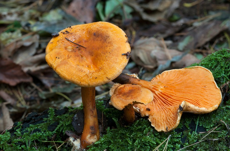 Hygrophoropsis-aurantiaca-5234_39_2023.jpg