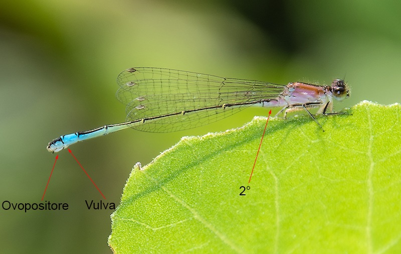 Ischnura-elegans_-femmina-immatura-rufescens-(20).jpg.ddaba183f626a159a51970c989972a4a.jpg