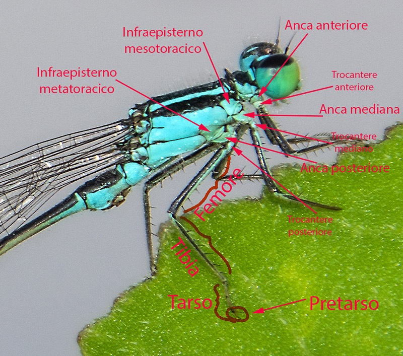 Ischnura-elegans_-maschio-(47)---Copia.jpg.1a182b8ce641438e6f8f8400d8450c1f.jpg