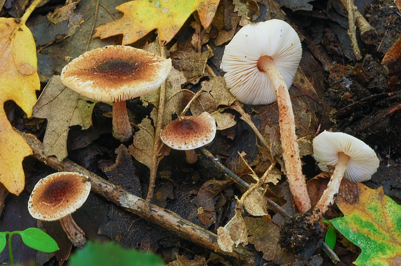 Lepiota-echinella-01.jpg