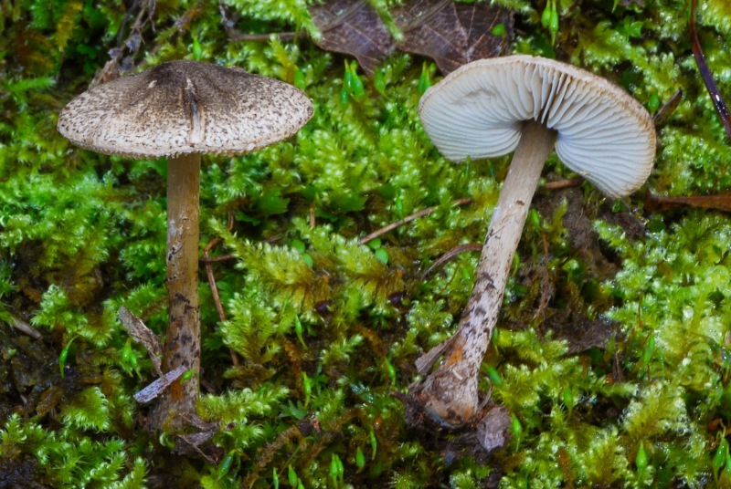 Lepiota-griseovirens-pseudofelina-grangei-03-4.jpg