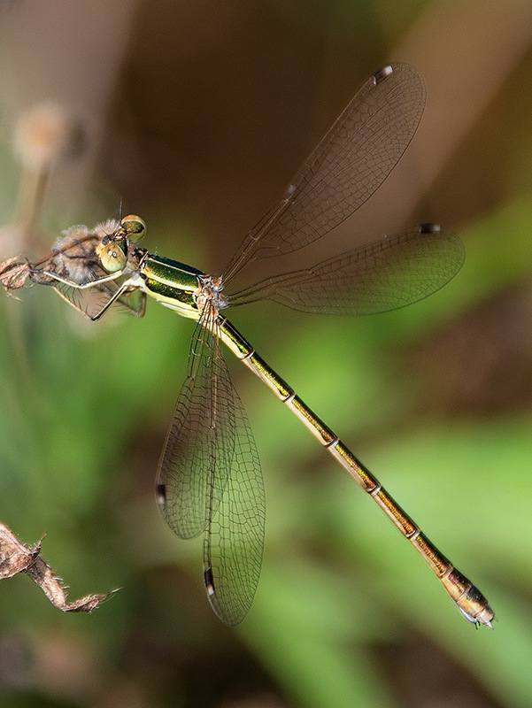 Lestes-barbarus_-femmina-(24).jpg.222a8630d49415f592f32a6748168aeb.jpg