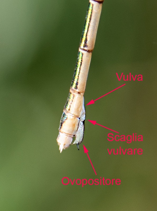 Lestes-barbarus_-femmina-(28).jpg.4d140f3bbd4ea82400dd6295b649695c.jpg