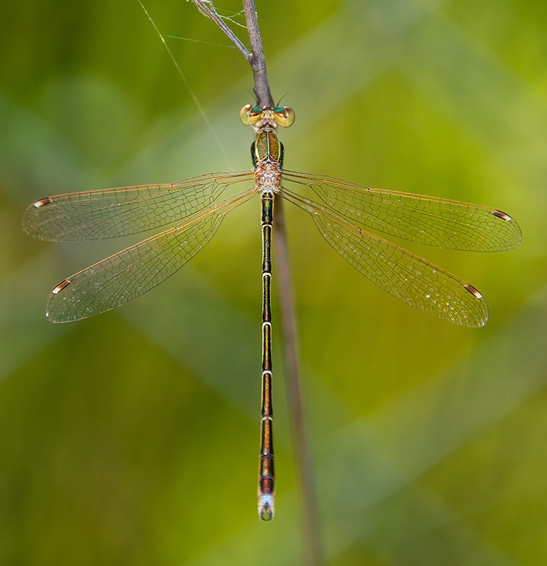 Lestes-barbarus_-maschio-(31).jpg.37263c1f5b82ab50f56fd03f3cfa466c.jpg