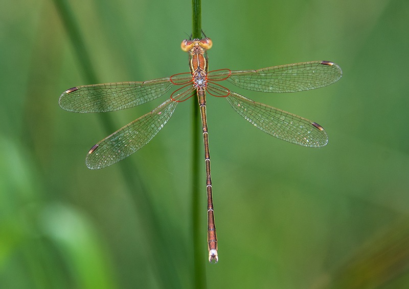 Lestes-barbarus_-maschio-(52).jpg.977324817d581101770c595f19e42065.jpg