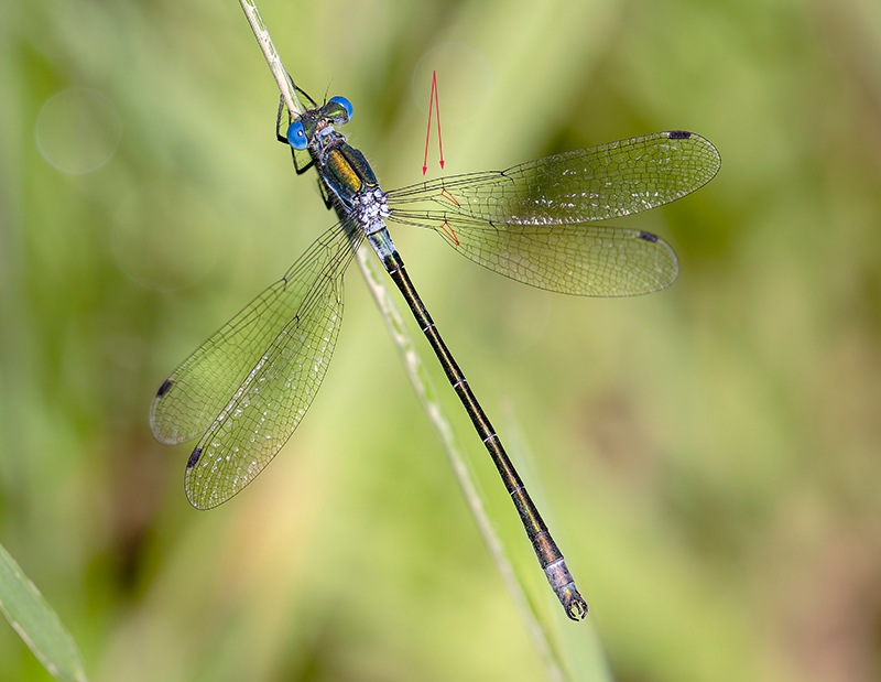 Lestes-dryas_maschio_-foto-Massimo-Squarcini-(1).jpg.ac07eaa31b8f5364a32d55d593462ca6.jpg