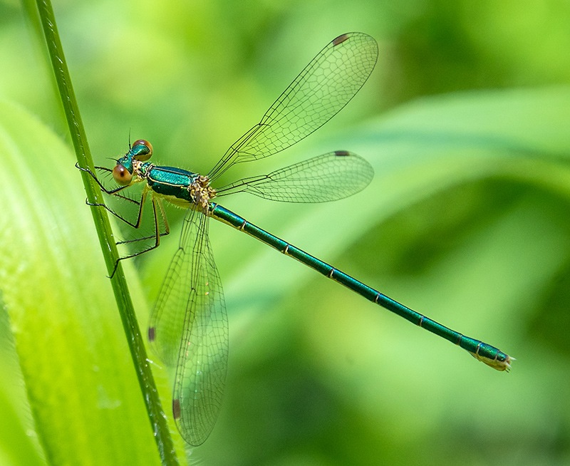 Lestes-virens_-femmina-(13).jpg.ba277cd33a9d21b2d919db0ec40cc267.jpg