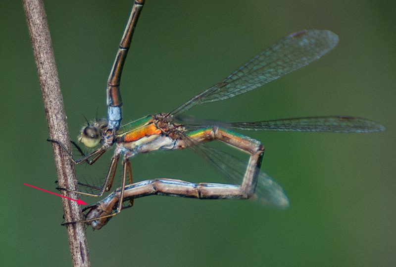 Lestes-virens_-ovideposizione-(15).jpg.308627e57d8cb9fa4e5d9de0e3c5b8be.jpg