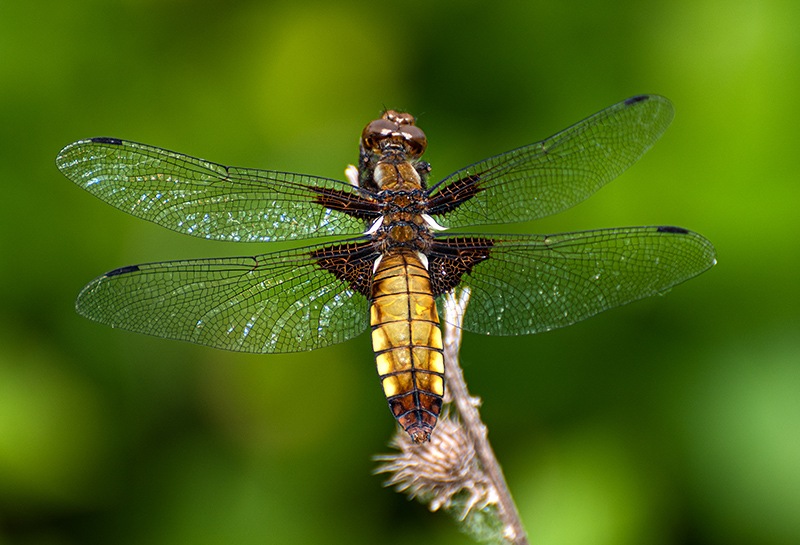 Libellula-depressa_-femmina-(3).jpg.4f57fa4f0f4eb13e3698a8eaacd8b81f.jpg