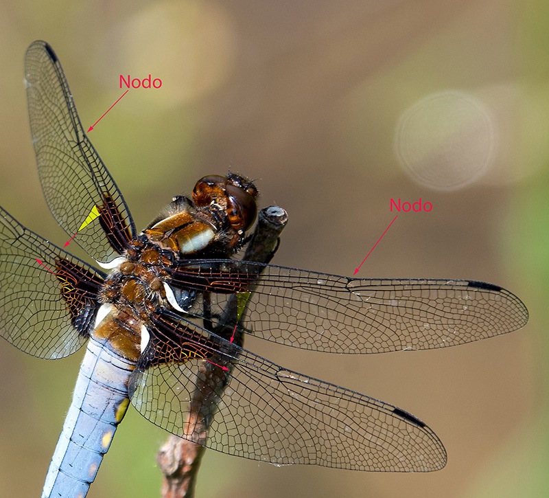 Libellula-depressa_-maschio-(42).jpg.b0a66977b46977bf791a72d7fd75941e.jpg