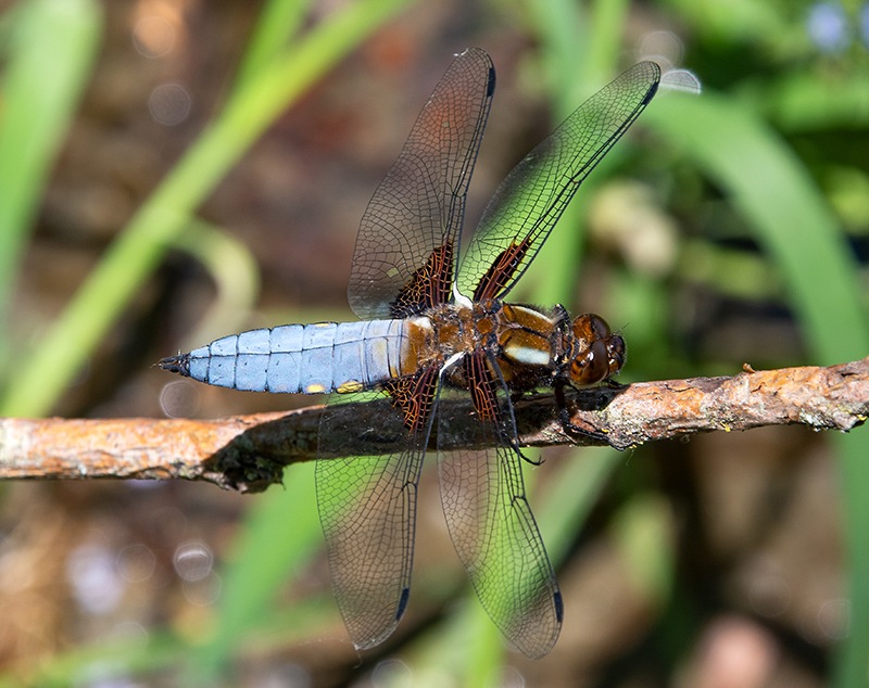 Libellula-depressa_-maschio-(45).jpg.98fac420007627ba595da31d5fba3e25.jpg