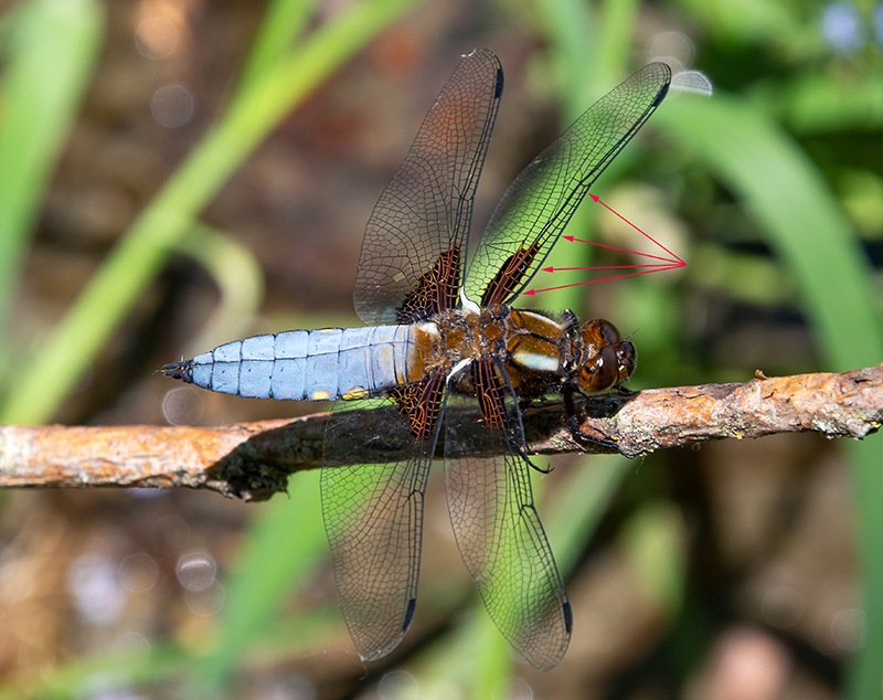 Libellula-depressa_-maschio-(45).jpg.e9036114dd867af8d8aba5bcb24adea7.jpg