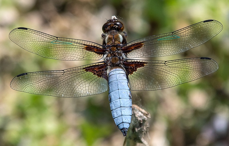 Libellula-depressa_-maschio-(48).jpg.7acbd349af81002f6db2bf1be0d5dcfb.jpg