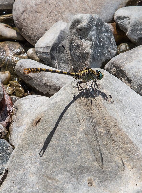 Onychogomphus-forcipatus-ssp.-unguiculatus_-maschio-(24).jpg.c45dcd9862d28077d5849934d1ce20df.jpg