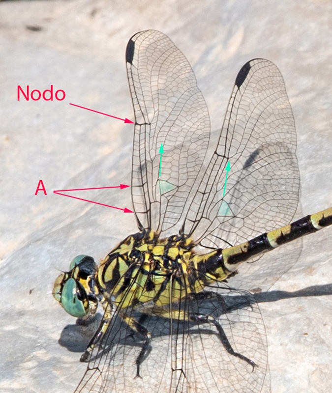 Onychogomphus-forcipatus-ssp.-unguiculatus_-maschio-(33).jpg.375f2da4834ec51cd1e9c69114c30f99.jpg