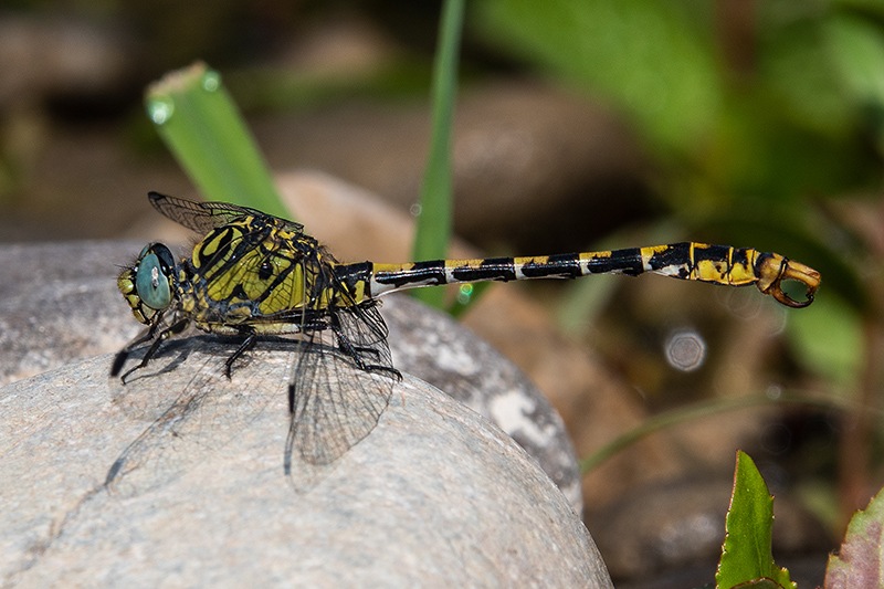 Onychogomphus-forcipatus-ssp.-unguiculatus_-maschio-(44).jpg.23231ba68af3289aa15dbd8a6e1f763a.jpg