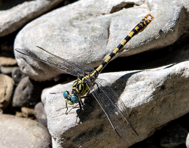 Onychogomphus-forcipatus-ssp.-unguiculatus_-maschio-(86).jpg.71aeb638de92d841750494e143eed1ec.jpg