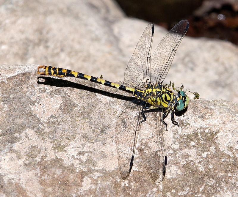 Onychogomphus-forcipatus-ssp.-unguiculatus_-maschio-(93).jpg.2be14af76f15324421734a8cbbc78a6d.jpg