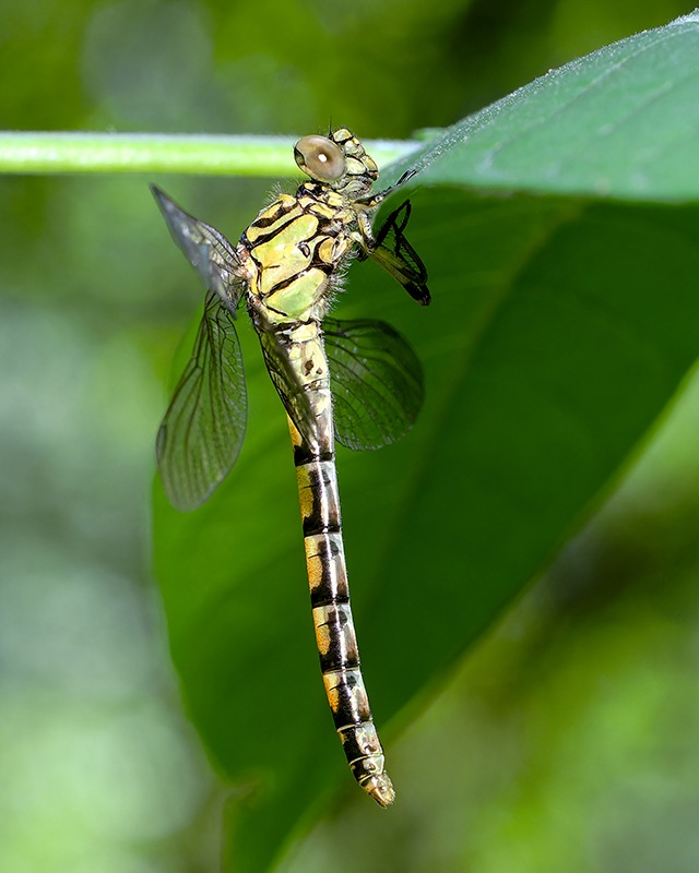 Onychogomphus-forcipatus_femmina_2_-SQURACINI---RIDOTTA.jpg.6af81cde620a9ea4ce370568a103d7c0.jpg