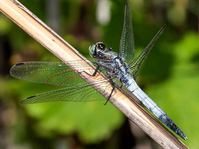 Orthetrum-albistylum_-maschio-(9).jpg.0553d7ee0ae9e81489ae737ac579251b.jpg