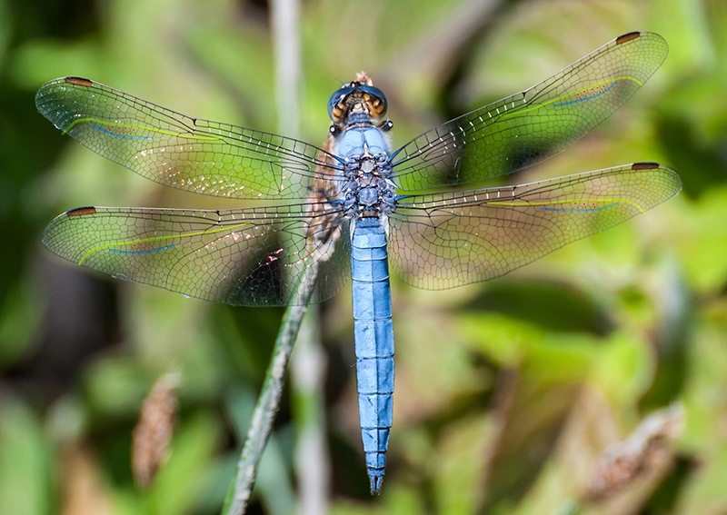 Orthetrum-brunneum_-maschio-(26).jpg.581139b36611bef429227b36ca25b1af.jpg