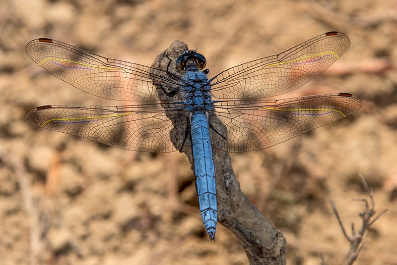 Orthetrum-brunneum_-maschio-(34).jpg.0d4885f39c754af4510e21e0d35baa54.jpg