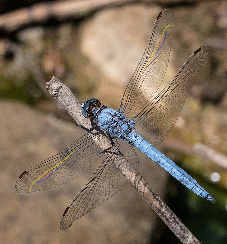 Orthetrum-brunneum_-maschio-(37).jpg.df03aba4c4b6adb2103461090c3ffb1b.jpg