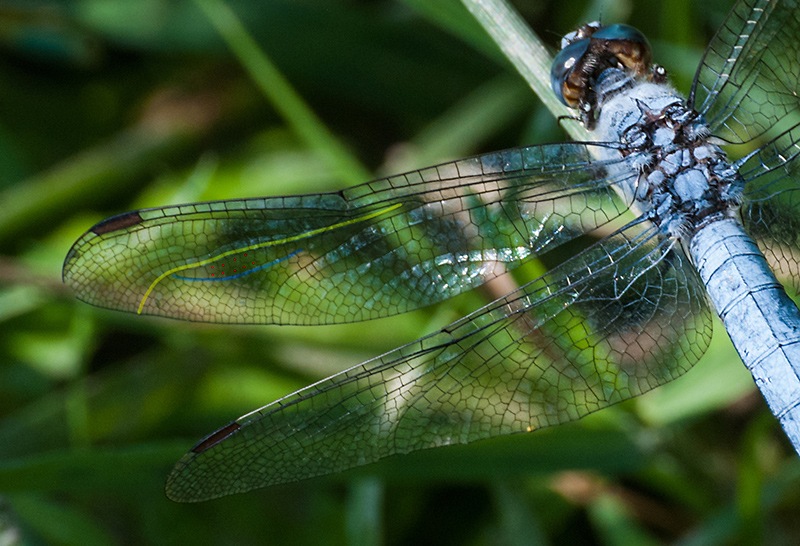 Orthetrum-brunneum_-maschio-(6).jpg.2dc2290ba89c40fdd7a789ad0a529726.jpg