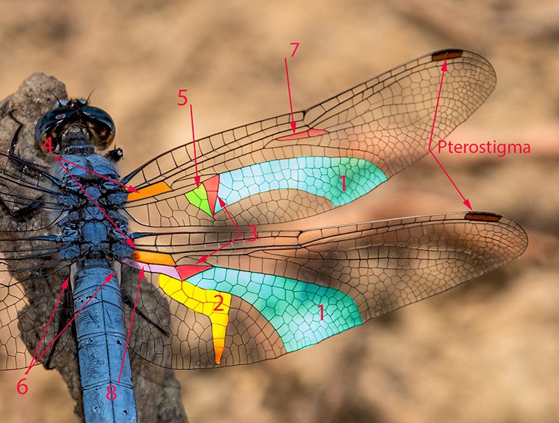 Orthetrum-brunneum_-maschio-(_-MESSA.jpg.1696daa719185222aad58b383a2df14b.jpg