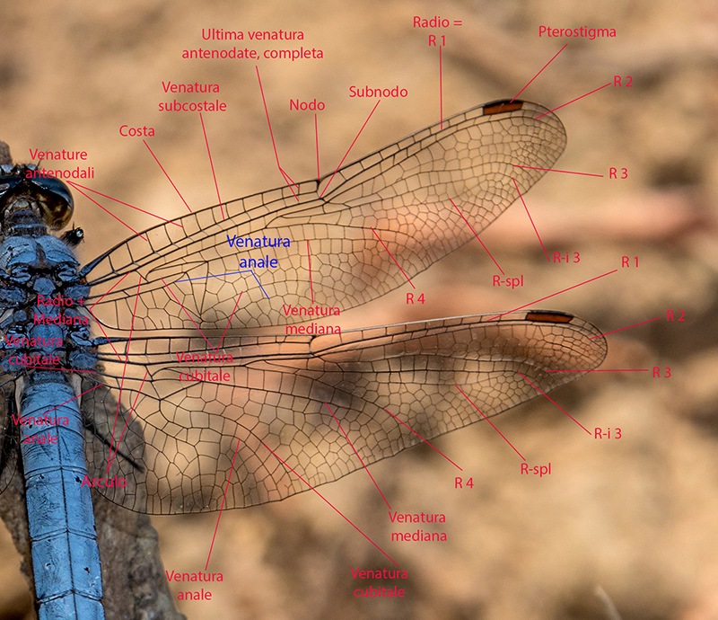 Orthetrum-brunneum_-maschio-MESSA.jpg.8df503d2fe607c7c2399a164fbacbe8f.jpg