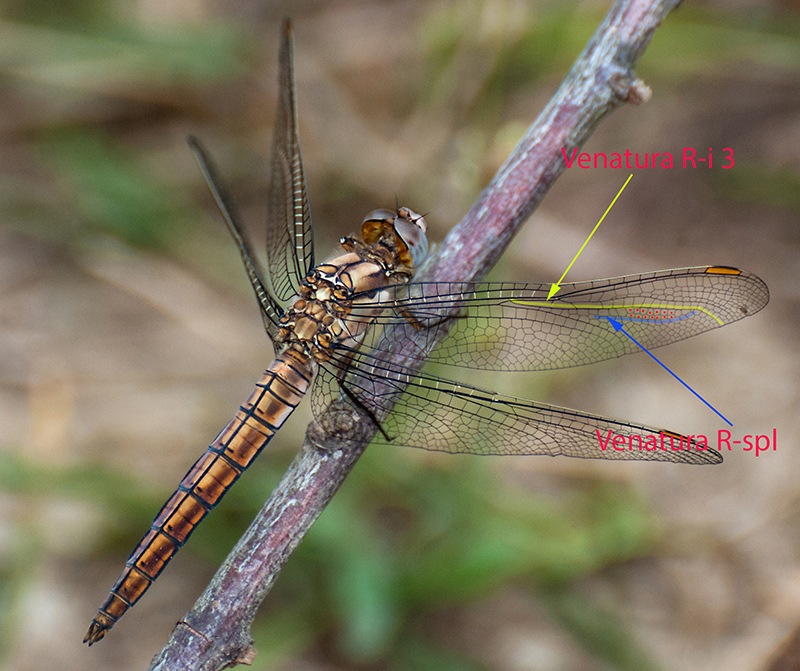 Orthetrum-brunneum_-maschio-immaturo-(8).jpg.05adb982d844ce9560899f4a230514e5.jpg