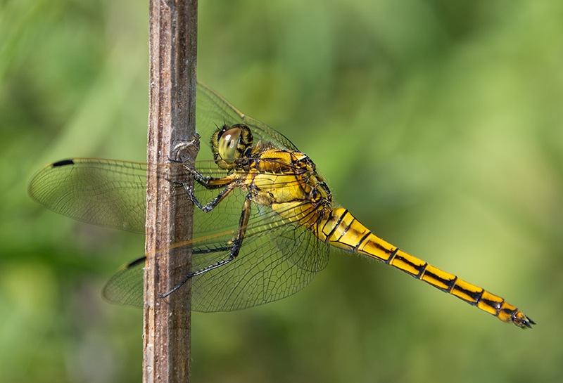 Orthetrum-cancellatum_-femmina-(3).jpg.a401fbcbd86050277b2adde46b8890d5.jpg