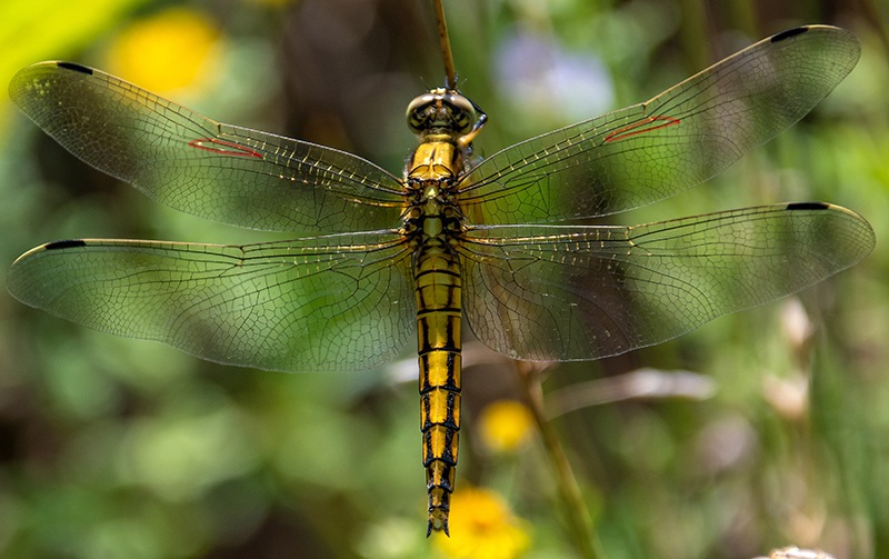 Orthetrum-cancellatum_-femmina-immatura-(18).jpg.93c7a6ae19203f4c35de26b4b137d69f.jpg