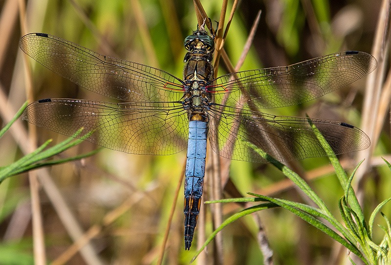 Orthetrum-cancellatum_-maschio-(14).jpg.488602cd59579b3c9aae15317a92f08a.jpg