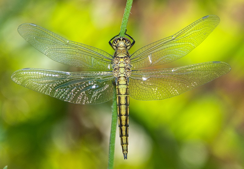 Orthetrum-cancellatum_-maschio-neo-sfarfallato-con-emolinfa-(11).jpg.12a3b05cd83e0e9547843d029c92b182.jpg