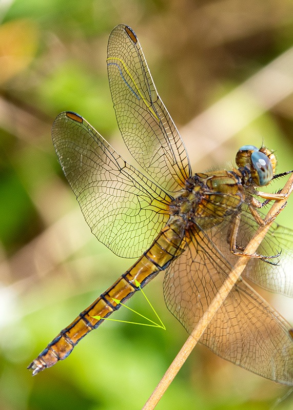 Orthetrum-coerulescens_-femmina-(1).jpg.7b9361b7d255c9783140fb4c7d141beb.jpg