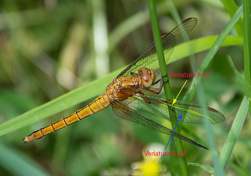 Orthetrum-coerulescens_-femmina-immatura-(6).jpg.a42b740145009ce4025c6fdb3e7feef8.jpg