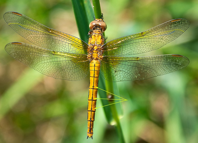 Orthetrum-coerulescens_-femmina-immatura-(7).jpg.6fb8df5ca64ab78c87cb0ef1633c620a.jpg