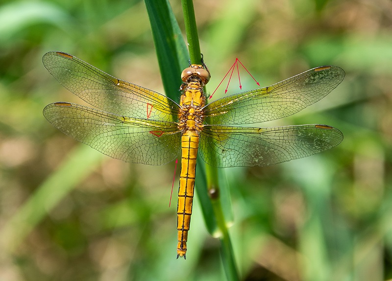 Orthetrum-coerulescens_-femmina-immatura-(8).jpg.8d19758b0149c9c3d032463168f9dac7.jpg